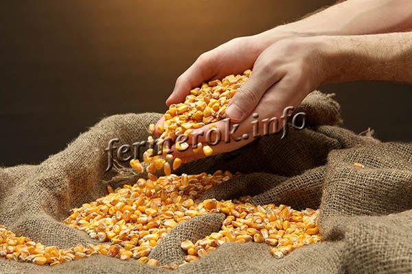 Дольше всего хранится сушеная кукуруза