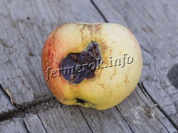 Фото Парши на яблоке