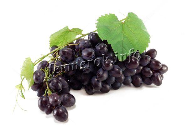 Кисти весом по 250-300 г, максимум 700 г, грозди цилиндрические, плотные, ягоды весом по 4-5 г, овальной формы