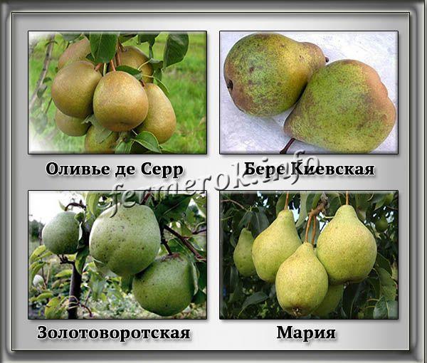 Поздние сорта груш: лучшие сорта для России с описанием и фото