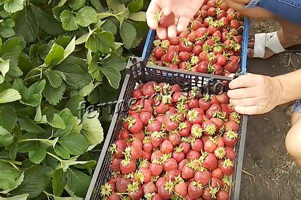С кустика за сезон собирают около 2 кг ягод!