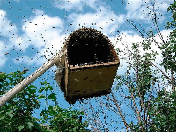 Для того, чтобы поймать рой пчел, обычно используют простые ловушки