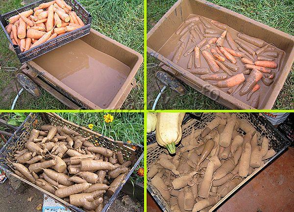 Хранение моркови в глине