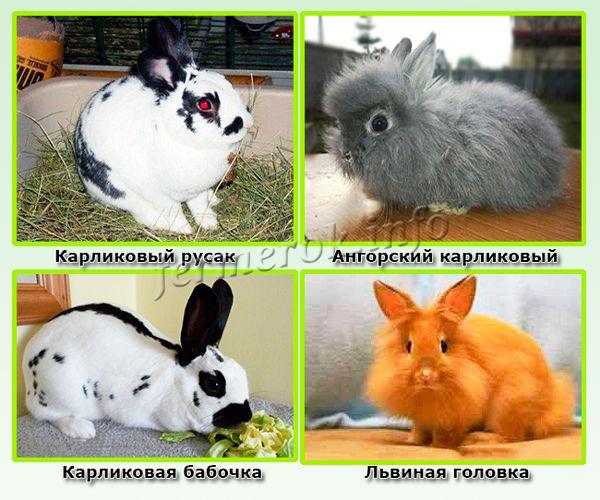 Неофициальные породы декоративных кроликов
