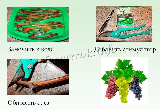 Подготовка черенков винограда