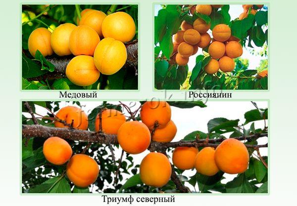 Самые выносливые сорта абрикос для Подмосковья