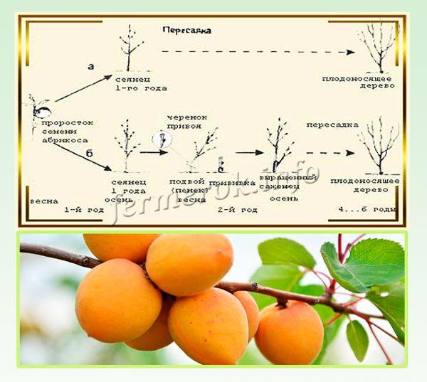 Схема выращивания абрикос из косточки