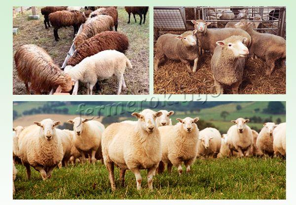 Содержание и уход за овцами