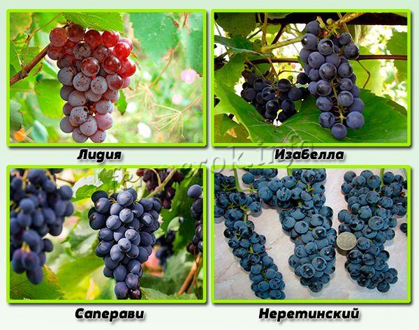 Сорта винограда, которые очень любят влажную среду