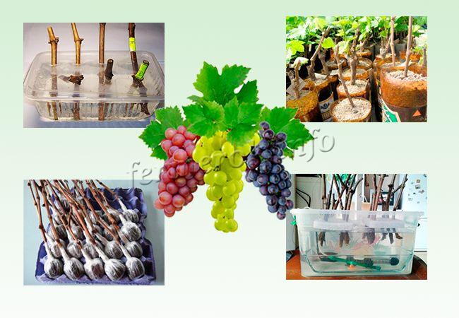  Способы проращивания черенков винограда