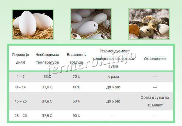 Сроки инкубации гусиных яиц
