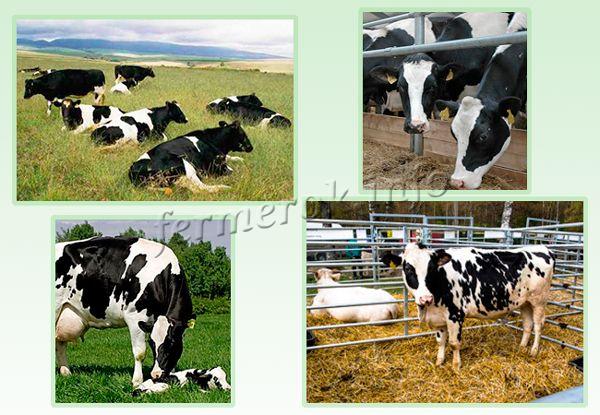 Условия содержания Голштинской породы коров