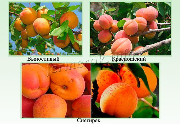 Выносливые сорта абрикос для Подмосковья