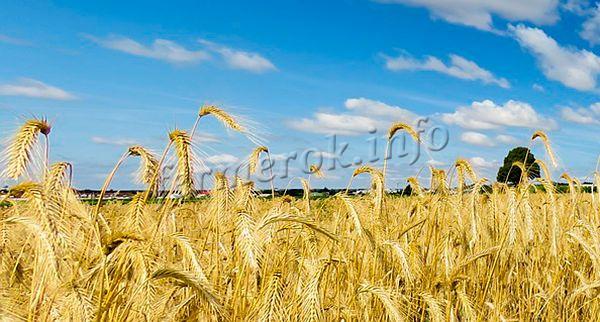 Лучшие сорта пшеницы: посадка и уход
