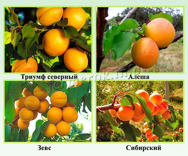 Зимостойкие сорта абрикоса для северных регионов